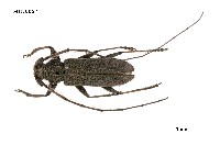 藏品(家天牛)的圖片